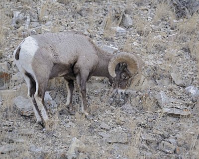 Sheep, Rocky Mountain-021812-Hitching Post, Lamar Valley, Yellowstone NP-#0242.jpg