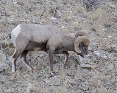 Sheep, Rocky Mountain-021812-Hitching Post, Lamar Valley, Yellowstone NP-#0272.jpg