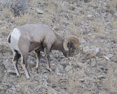 Sheep, Rocky Mountain-021812-Hitching Post, Lamar Valley, Yellowstone NP-#0280.jpg