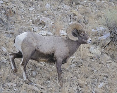 Sheep, Rocky Mountain-021812-Hitching Post, Lamar Valley, Yellowstone NP-#0332.jpg