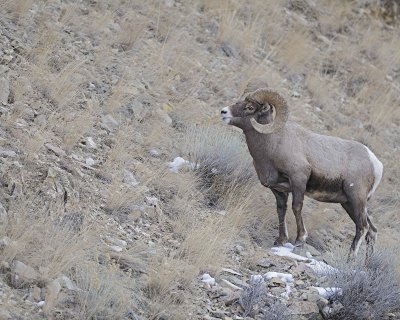 Sheep, Rocky Mountain-021812-Hitching Post, Lamar Valley, Yellowstone NP-#0350.jpg