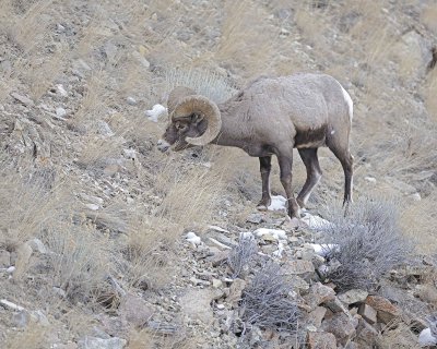 Sheep, Rocky Mountain-021812-Hitching Post, Lamar Valley, Yellowstone NP-#0359.jpg