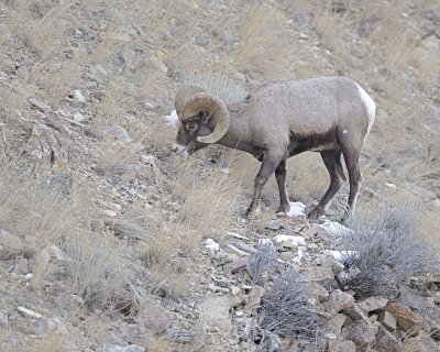 Sheep, Rocky Mountain-021812-Hitching Post, Lamar Valley, Yellowstone NP-#0363.jpg