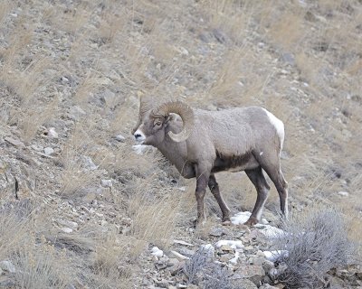 Sheep, Rocky Mountain-021812-Hitching Post, Lamar Valley, Yellowstone NP-#0367.jpg