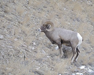 Sheep, Rocky Mountain-021812-Hitching Post, Lamar Valley, Yellowstone NP-#0476.jpg
