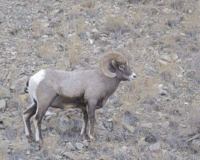 Sheep, Rocky Mountain-021812-Hitching Post, Lamar Valley, Yellowstone NP-#0499.jpg
