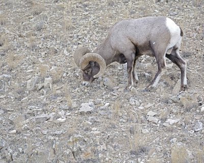 Sheep, Rocky Mountain-021812-Hitching Post, Lamar Valley, Yellowstone NP-#0550.jpg