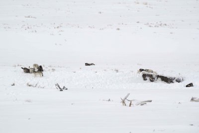 Wolf, Gray, 10, Lamar Canyon Pack-021912-Trash Can, Lamar Valley, Yellowstone NP-#0125.jpg