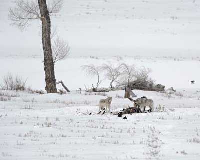 Wolf, Gray, 3, Lamar Canyon Pack, Bison Carcass-021912-Picnic, Lamar Valley, Yellowstone NP-#0834.jpg