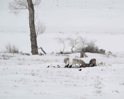 Wolf, Gray, 3, Lamar Canyon Pack, Bison Carcass-021912-Picnic, Lamar Valley, Yellowstone NP-#0875.jpg