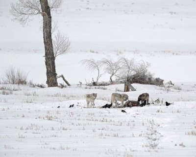 Wolf, Gray, 3, Lamar Canyon Pack, Bison Carcass-021912-Picnic, Lamar Valley, Yellowstone NP-#0877.jpg