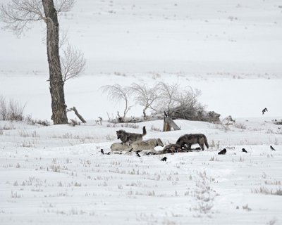 Wolf, Gray, 4, Lamar Canyon Pack, Bison Carcass-021912-Picnic, Lamar Valley, Yellowstone NP-#0729.jpg