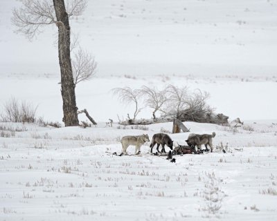 Wolf, Gray, 4, Lamar Canyon Pack, Bison Carcass-021912-Picnic, Lamar Valley, Yellowstone NP-#0814.jpg