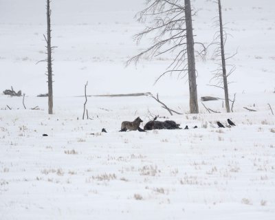 Wolf, Gray, Lamar Canyon Pack, Bison Carcass, snowing-021812-Picnic, Lamar Valley, Yellowstone NP-#0761.jpg
