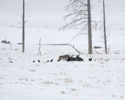 Wolf, Gray, Lamar Canyon Pack, Bison Carcass, snowing-021812-Picnic, Lamar Valley, Yellowstone NP-#0799.jpg