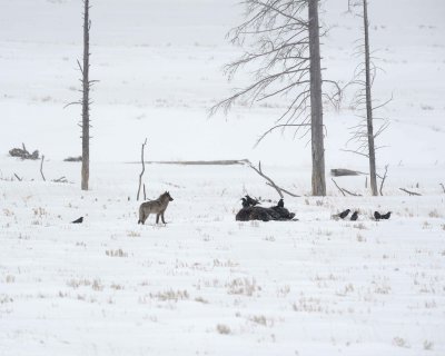 Wolf, Gray, Lamar Canyon Pack, Bison Carcass, snowing-021812-Picnic, Lamar Valley, Yellowstone NP-#0814.jpg