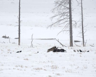 Wolf, Gray, Lamar Canyon Pack, Bison Carcass, snowing-021812-Picnic, Lamar Valley, Yellowstone NP-#0832.jpg