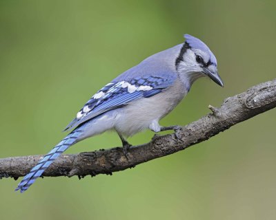 Gallery of Blue Jay
