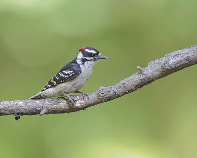 Gallery of Downy Woodpecker