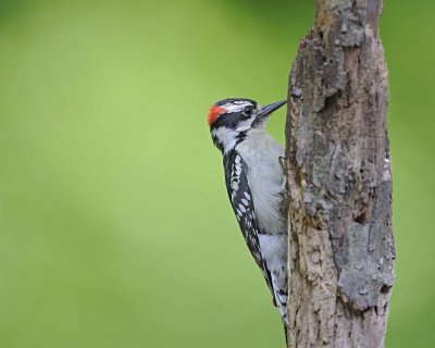 Woodpecker, Downy-051312-Oakton, VA-#0116.jpg