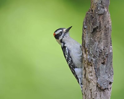 Woodpecker, Downy-051312-Oakton, VA-#0118.jpg