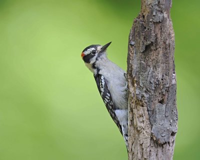 Woodpecker, Downy-051312-Oakton, VA-#0119.jpg