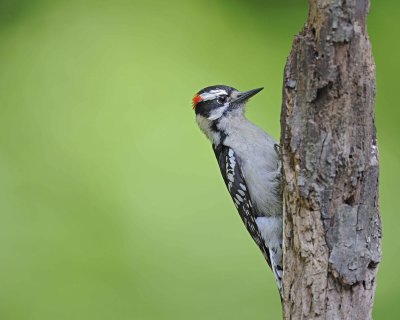 Woodpecker, Downy-051312-Oakton, VA-#0121.jpg
