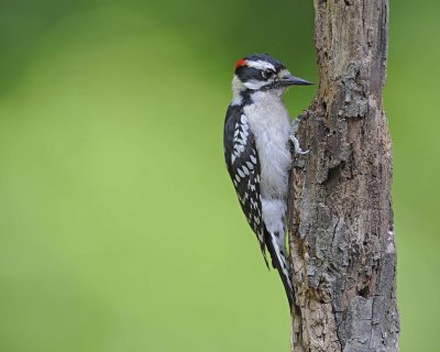 Woodpecker, Downy-051312-Oakton, VA-#0132.jpg