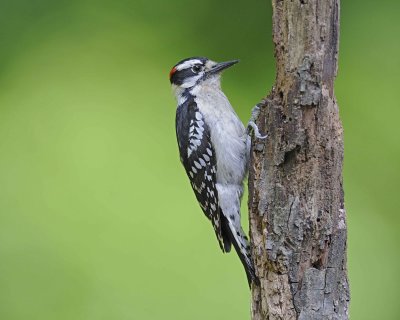 Woodpecker, Downy-051312-Oakton, VA-#0138.jpg