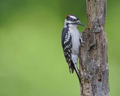 Woodpecker, Downy-051312-Oakton, VA-#0145.jpg