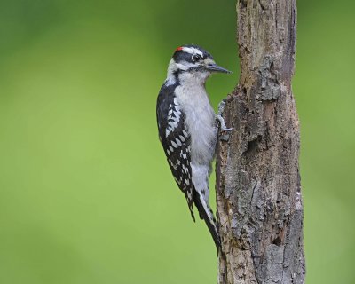 Woodpecker, Downy-051312-Oakton, VA-#0154.jpg