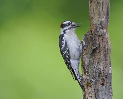 Gallery of Downy Woodpecker