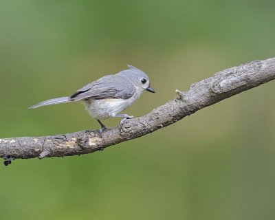 Gallery of Tufted Titmouse