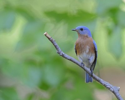 Gallery of Eastern Bluebird