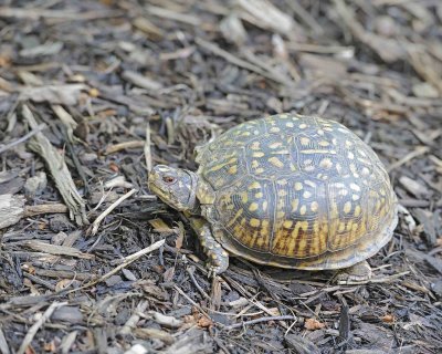 Gallery of Box Turtle