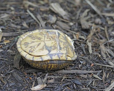 Turtle, Box-, shell bottom-060912-Oakton, VA-#0260.jpg