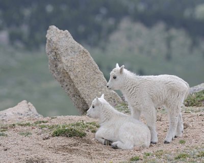 Gallery of Mountain Goat