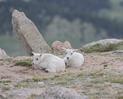 Goat, Mountain, 2 Kids-061312-Mt Evans, CO-#0461.jpg