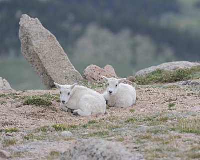 Goat, Mountain, 2 Kids-061312-Mt Evans, CO-#0469.jpg
