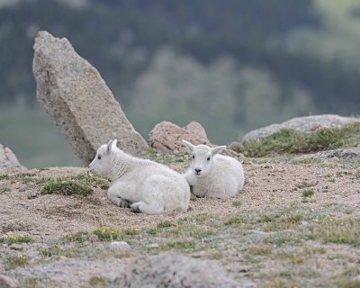 Goat, Mountain, 2 Kids-061312-Mt Evans, CO-#0479.jpg