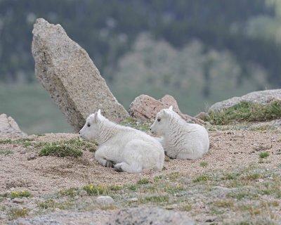 Goat, Mountain, 2 Kids-061312-Mt Evans, CO-#0505.jpg