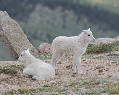 Goat, Mountain, 2 Kids-061312-Mt Evans, CO-#0514.jpg