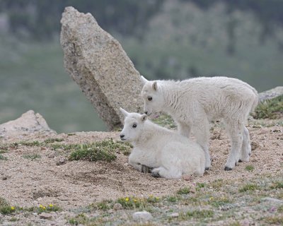 Goat, Mountain, 2 Kids-061312-Mt Evans, CO-#0529.jpg