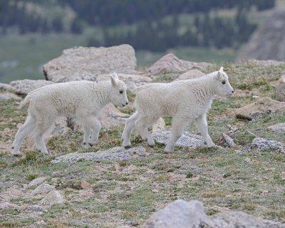 Goat, Mountain, 2 Kids-061312-Mt Evans, CO-#0542.jpg