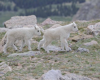 Goat, Mountain, 2 Kids-061312-Mt Evans, CO-#0543.jpg