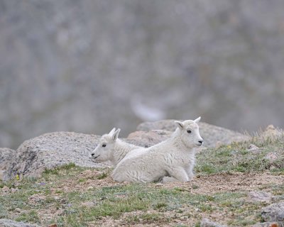 Goat, Mountain, 2 Kids-061312-Mt Evans, CO-#0810.jpg