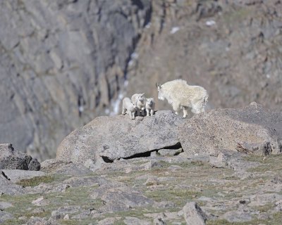 Goat, Mountain, Doe & 3 Kids-061412-Mt Evans, CO-#0308.jpg