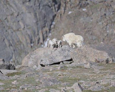 Goat, Mountain, Doe & 3 Kids-061412-Mt Evans, CO-#0309.jpg