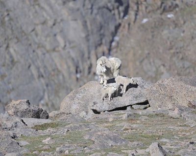 Goat, Mountain, Doe & 3 Kids-061412-Mt Evans, CO-#0322.jpg