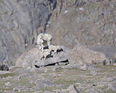 Goat, Mountain, Doe & 3 Kids-061412-Mt Evans, CO-#0324.jpg